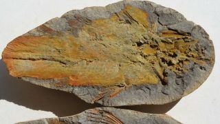 COELACANTH fish fossil Trias 250 mio Madagascar (CO - 169 / 3442) 3