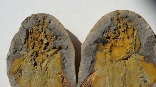 COELACANTH fish fossil Trias 250 mio Madagascar (CO - 169 / 3442) 4