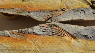 COELACANTH fish fossil Trias 250 mio Madagascar (CO - 169 / 3442) 6