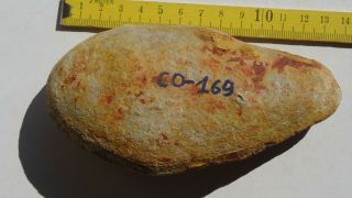 COELACANTH fish fossil Trias 250 mio Madagascar (CO - 169 / 3442) 8