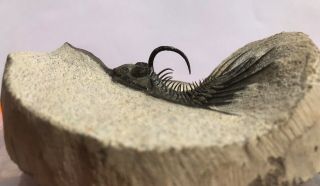 Sweet Psychopyge elegans Trilobite Insane Spines Devonian Morocco 3