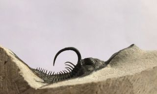 Sweet Psychopyge elegans Trilobite Insane Spines Devonian Morocco 4