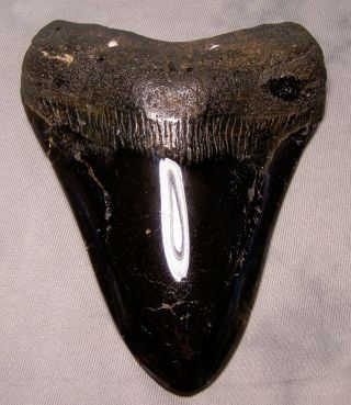5 3/8 " Megalodon Shark Tooth Teeth Fossil Jaw Diamond Polished Megladon Meg