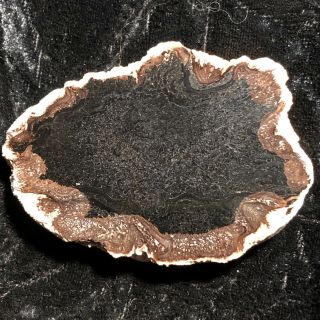 Rare Petrified Wood Cyathodendron Texana Texas Fern 2.  75”x2” Full Round Eocene