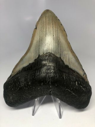 Megalodon Shark Tooth 5.  15” - Real Fossil - No Restoration 4007