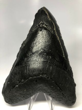 Megalodon Shark Tooth 6.  10” Huge - Real Fossil - Natural 4086