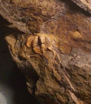 Fine And Rare 1.  2cm Complete Hanchungolithus Primitivus Pos/neg.  Arenig,  France.