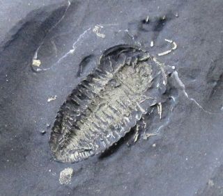 1.  1 Cm Fossil Trilobite With Antennae,  Legs Preserved - Triarthrus - Ny.