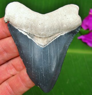 Pathological 3 1/4 " Bone Valley Megalodon Fossil Shark Tooth Florida Miocene Meg