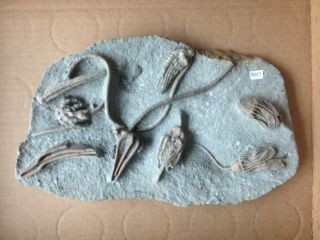 8 Crinoid Fossils Crawfordsville Indiana Trilobite Collector Quality Fossil Rare