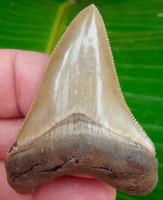 Chubutensis Shark Tooth - 2 & 5/8 Inch.  Serrated - No Restorations
