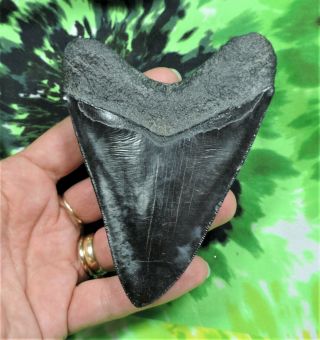 Megalodon Sharks Tooth 4 9/16  Inch No Restorations Fossil Sharks Teeth Tooth