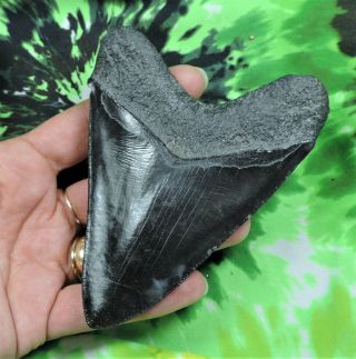 Megalodon Sharks Tooth 4 9/16  inch NO RESTORATIONS fossil sharks teeth tooth 2