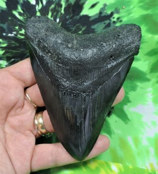 Megalodon Sharks Tooth 4 9/16  inch NO RESTORATIONS fossil sharks teeth tooth 3