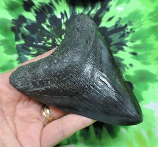 Megalodon Sharks Tooth 4 9/16  inch NO RESTORATIONS fossil sharks teeth tooth 4