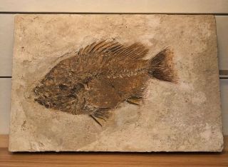 Antique Fish Fossiel Priscacara - Green River Form From Lincoln Co. ,  Wyo.