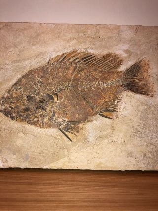 Antique Fish Fossiel PRISCACARA - Green River Form From Lincoln Co. ,  Wyo. 6