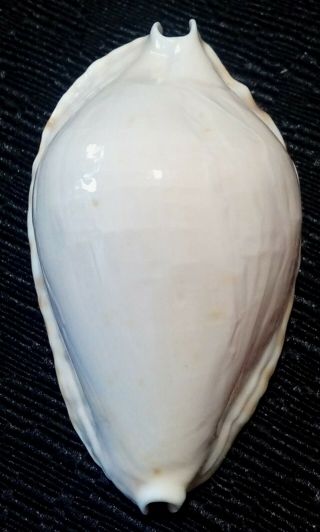 Shell Cypraea Zoila Ketyana Bataviensis F.  Intermediata W.  Australia 61 Mm