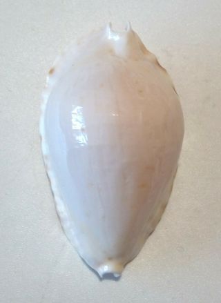Shell Cypraea ZOILA KETYANA BATAVIENSIS f.  INTERMEDIATA W.  Australia 61 mm 7