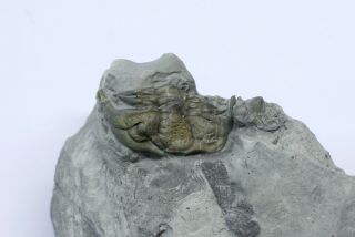 Undescribed Ceraurus Trilobite Ordovician Of Quebec