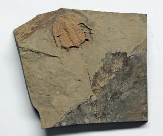 Rare Eofallotaspspis Trilobite Nevada Oldest Complete Trilobite