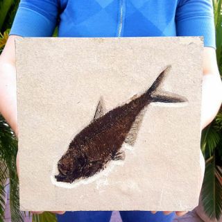 Big 8 Inch Fifty Million Year Old Eocene Age Green River Fossil Fish Diplomystus