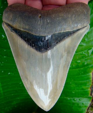 Chubutensis Shark Tooth - Xl 4 & 1/4 In.  Museum Grade - No Restorations