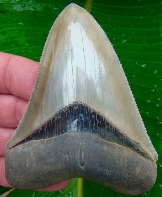 Chubutensis Shark Tooth - XL 4 & 1/4 in.  MUSEUM GRADE - NO RESTORATIONS 2