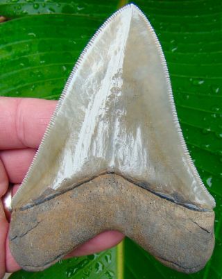 Chubutensis Shark Tooth - XL 4 & 1/4 in.  MUSEUM GRADE - NO RESTORATIONS 3