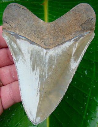 Chubutensis Shark Tooth - XL 4 & 1/4 in.  MUSEUM GRADE - NO RESTORATIONS 4