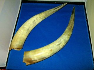 Set Of Long Horn Steer Horns - 18 " Each Horn