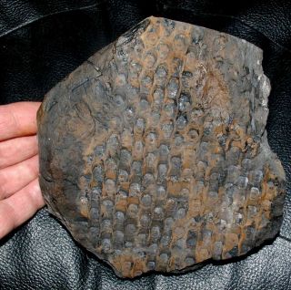 Museum Quality Specimen.  Huge Carboniferous Fossil Sigillaria Mamillaris