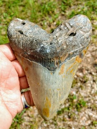 Megalodon Monster,  6,  Inches,  Fossiled Shark Tooth,  Extinct,  Jaws Teeth