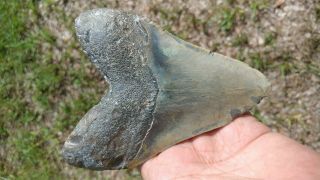 Megalodon Monster,  6,  inches,  fossiled shark tooth,  extinct,  jaws teeth 2
