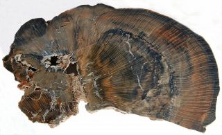 Very Large,  Polished,  Arizona Petrified Wood Slab - Schilderia
