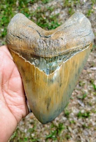 Megalodon Monster,  Gold site Fossiled Shark Tooth with stand Extinct Mako Jaws 2