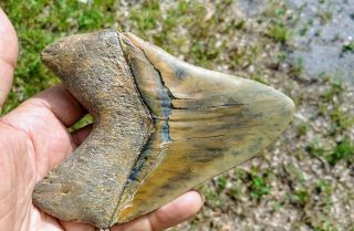 Megalodon Monster,  Gold site Fossiled Shark Tooth with stand Extinct Mako Jaws 3