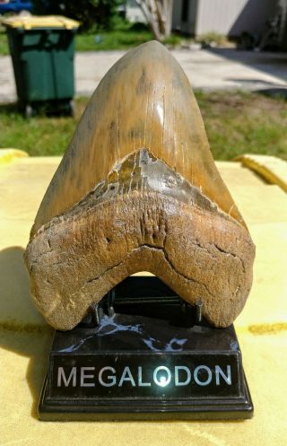 Megalodon Monster,  Gold site Fossiled Shark Tooth with stand Extinct Mako Jaws 4