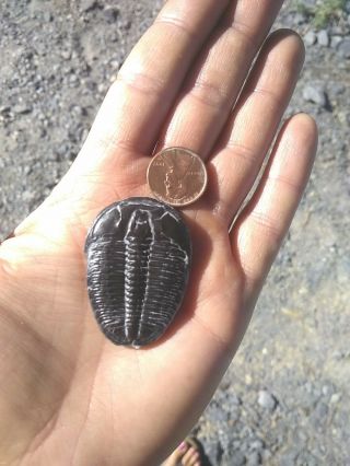 Trilobite,  Elrathia Kingii,  Cambrian,  Millard Co,  Utah.  Big Fossil Specimen