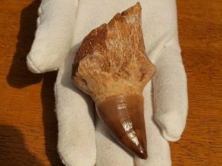 Massive Mosasaur Dinosaur Tooth Fossil With Full Root Matrix 3.  60 " Inches