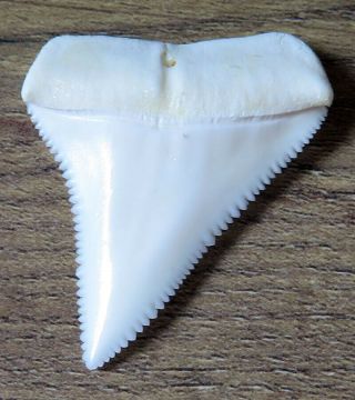 1.  643 " Upper Nature Modern Great White Shark Tooth (teeth)