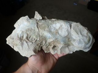 Large Oreodont Skull Oligocene Fossil Mammal South Dakota