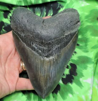 Megalodon Sharks Tooth 5 9/16  Inch Fossil Sharks Tooth Teeth