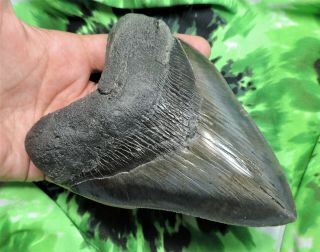 Megalodon Sharks Tooth 5 9/16  inch fossil sharks tooth teeth 2