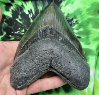 Megalodon Sharks Tooth 5 9/16  inch fossil sharks tooth teeth 4