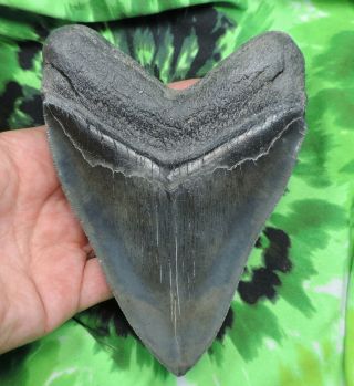 Megalodon Sharks Tooth 5 9/16  inch fossil sharks tooth teeth 5