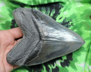Megalodon Sharks Tooth 5 9/16  inch fossil sharks tooth teeth 6