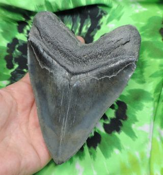 Megalodon Sharks Tooth 5 9/16  inch fossil sharks tooth teeth 7