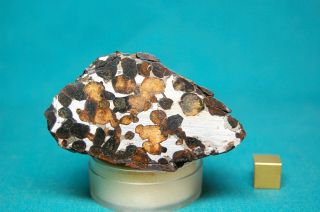 Sericho Pallasite Meteorite 201.  1 Grams