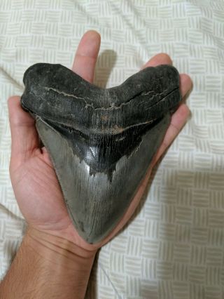 Megalodon Tooth - Huge With Deformities